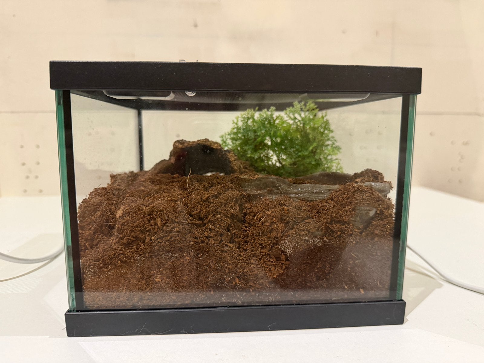 Baby goudknie ( vrouw ) met terrarium, Met terrarium, 0 tot 2 jaar