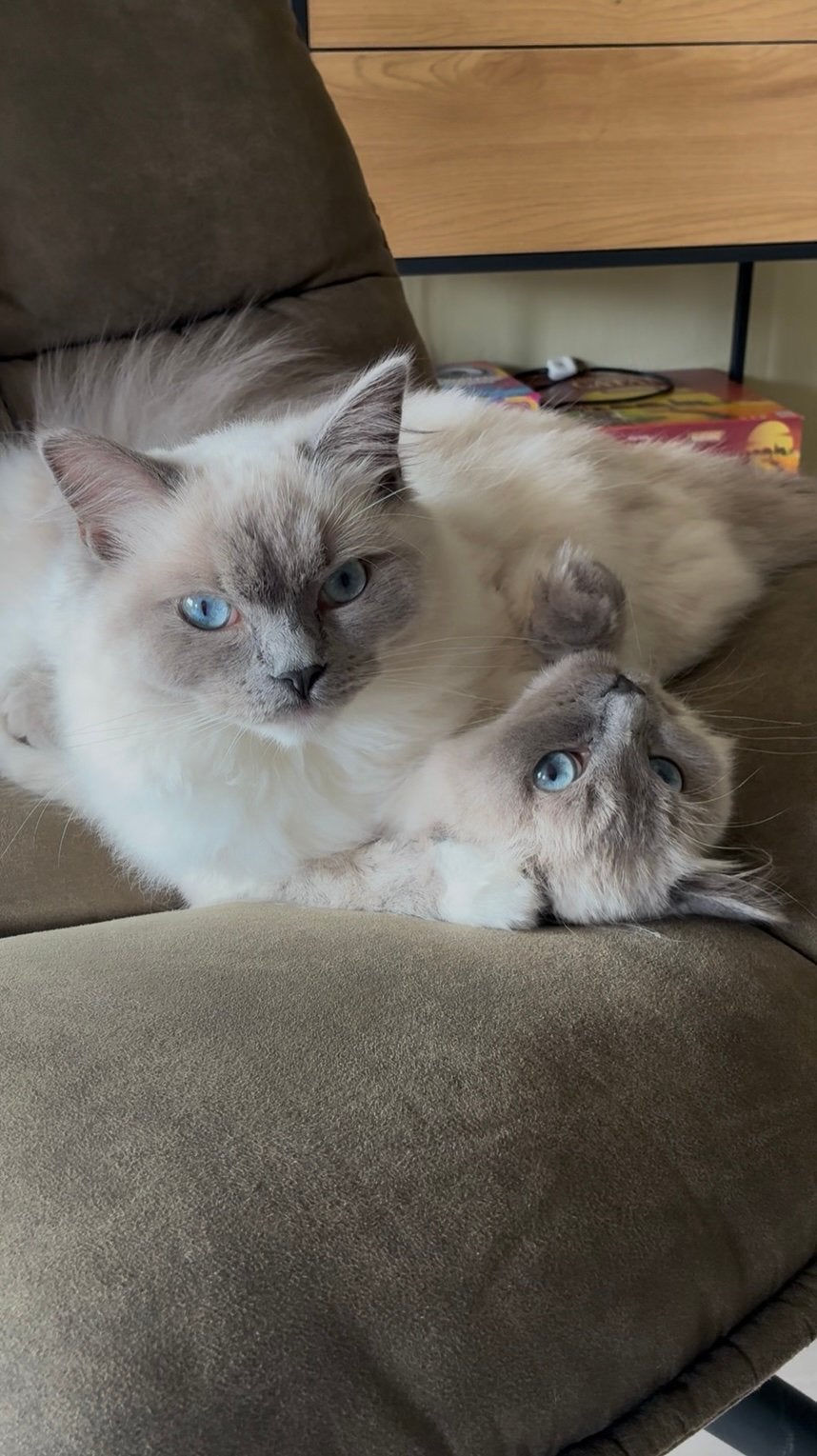 Ragdoll broertjes, Dieren en Toebehoren, Katten en Kittens | Raskatten | Langhaar, Kater, Gechipt