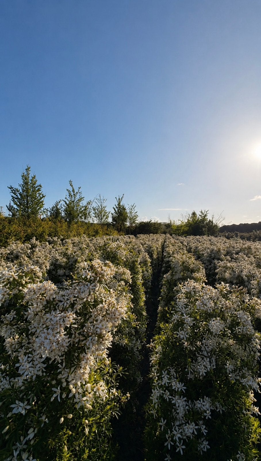 Choisya white dazzler groenblijvende heester, Tuin en Terras, Ophalen of Verzenden, Overige soorten, 100 tot 250 cm