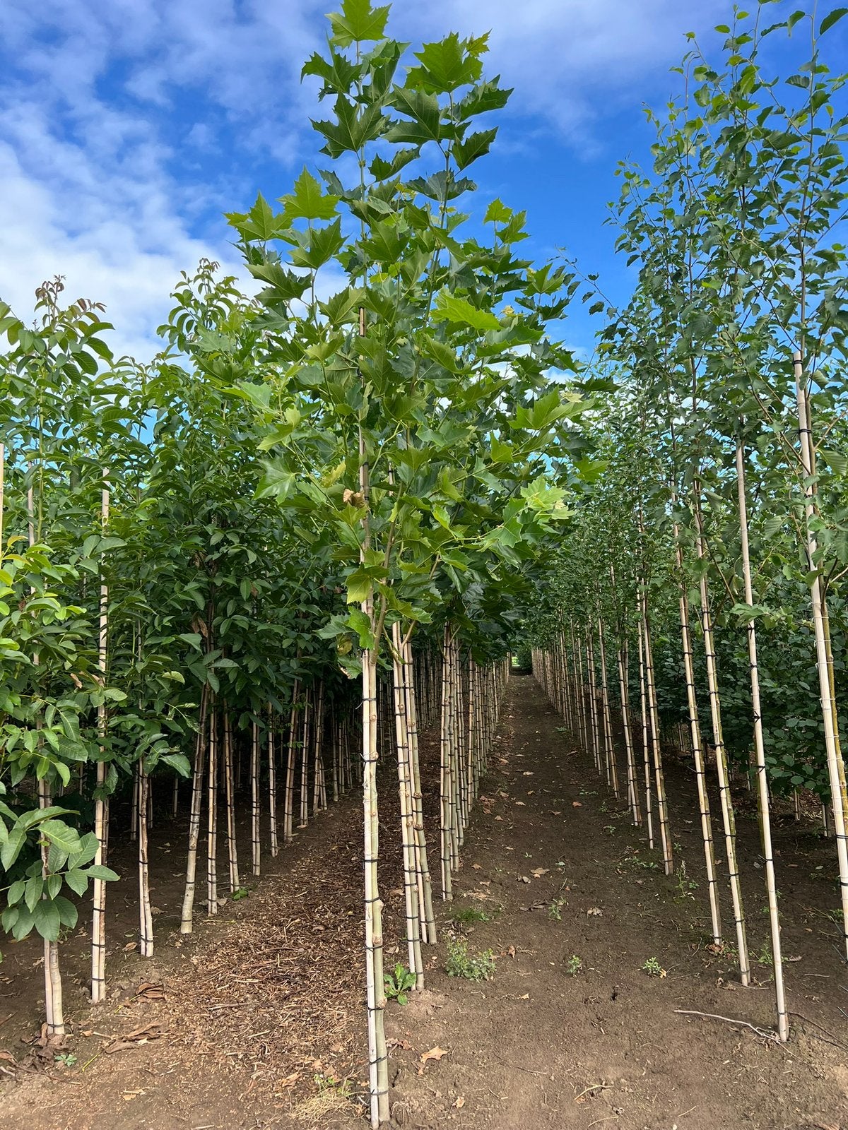 Platanus hispanica plataan, Tuin en Terras, Ophalen, 250 tot 400 cm