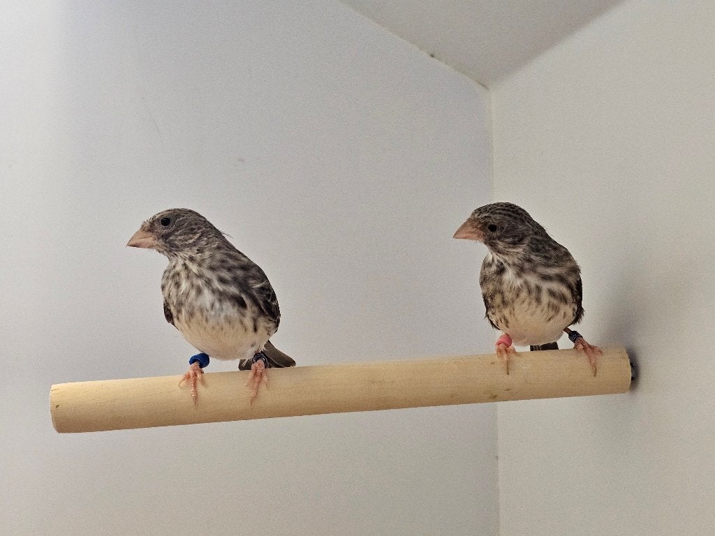 Edelzanger | koppel | 2026/2024, Dieren en Toebehoren, Meerdere dieren, Tropenvogel, Geringd