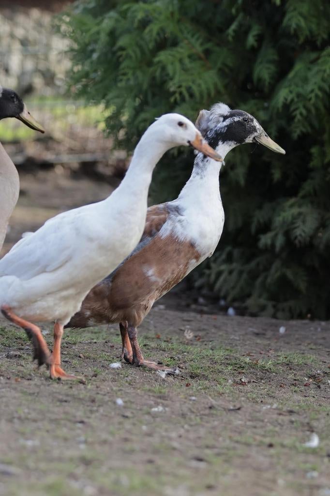 Loopeenden broedeieren met kans op kuif, Dieren en Toebehoren, Geslacht onbekend, Eend