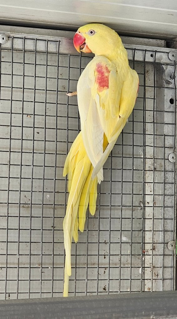 Alexanders Mutatie, Dieren en Toebehoren, Meerdere dieren, Parkiet, Geringd