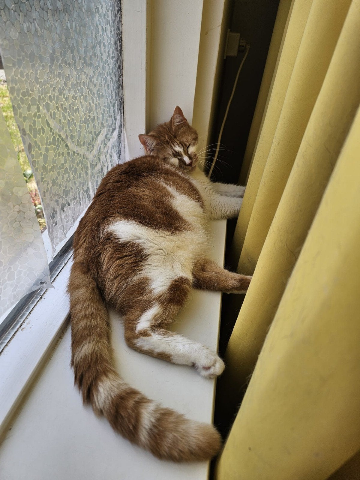 Herplaats katten, Meerdere dieren, Kortharig, 3 tot 5 jaar