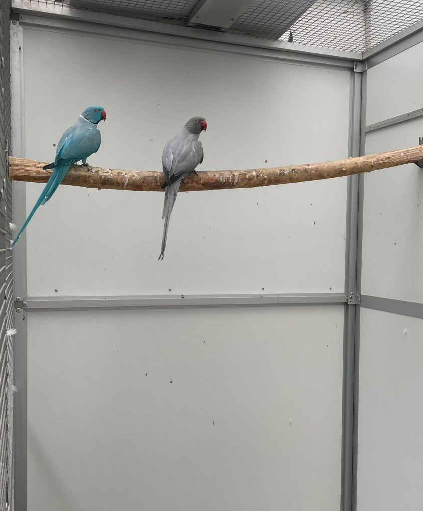 kweekkoppel halsbandparkieten opaline bont, Dieren en Toebehoren, Meerdere dieren, Parkiet