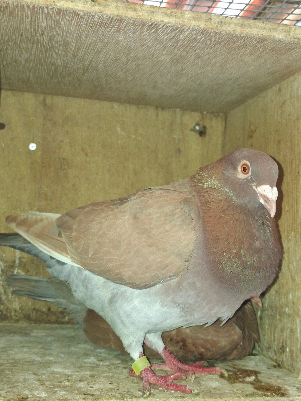 hele mooie postduif doffer, Dieren en Toebehoren, Mannelijk, Postduif