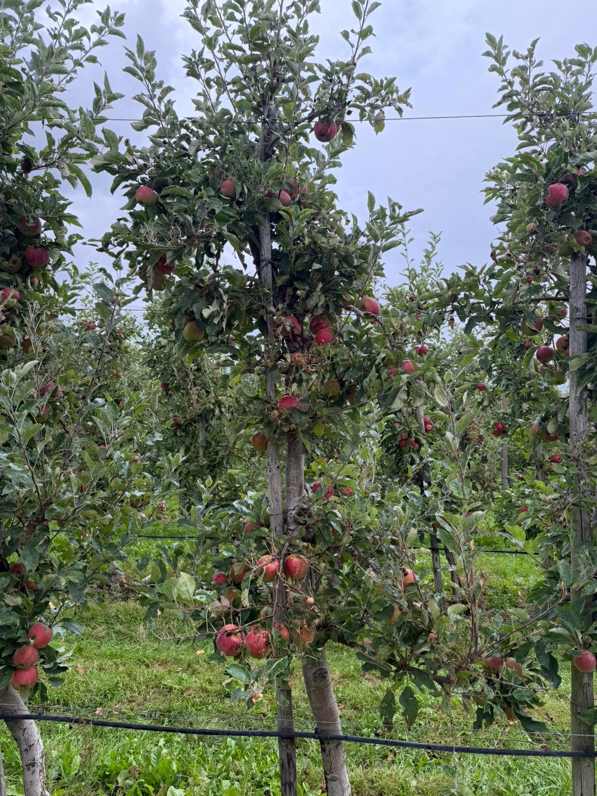 Oude elstar appelbomen te koop!, Ophalen, Lente, Halfschaduw, Appelboom