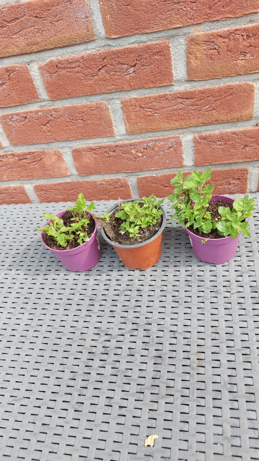 Biologische Aardbeienmunt, Ophalen, Minder dan 100 cm, Overige soorten, Zomer