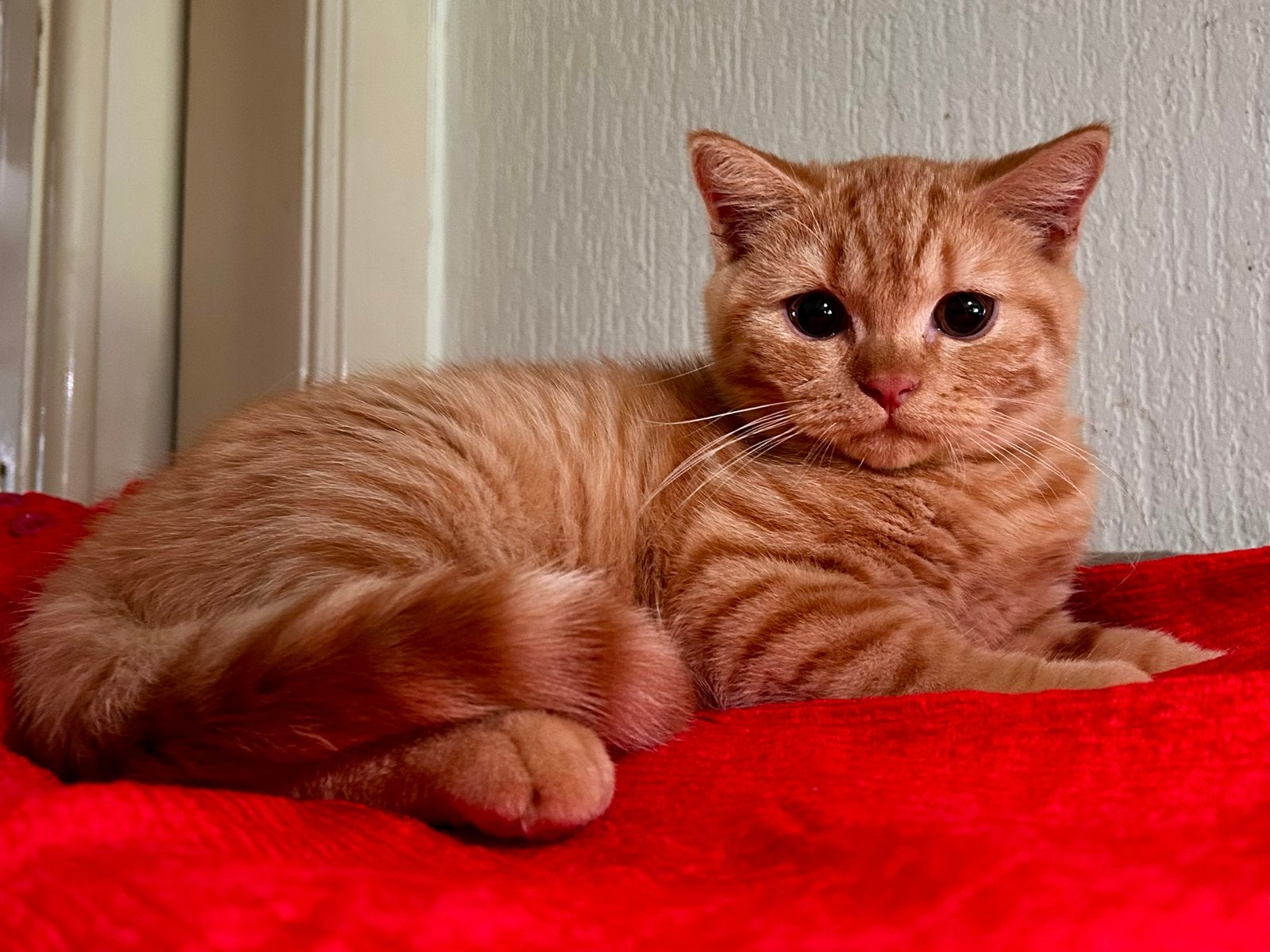 Brits Korthaar kittens Met stamboom, Dieren en Toebehoren, Katten en Kittens | Raskatten | Korthaar, Meerdere dieren, Met stamboom