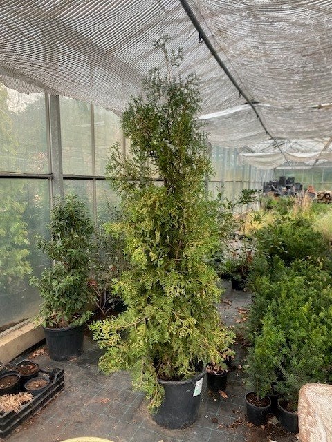 Thuja brabant, Ophalen, Conifeer, 100 tot 250 cm
