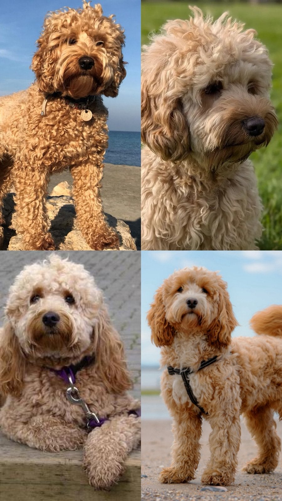 Gezocht: Doodle / Cockapoo herplaatser, Dieren en Toebehoren, Honden | Niet-rashonden, Geslacht onbekend, Parvo, Eén hond, Klein