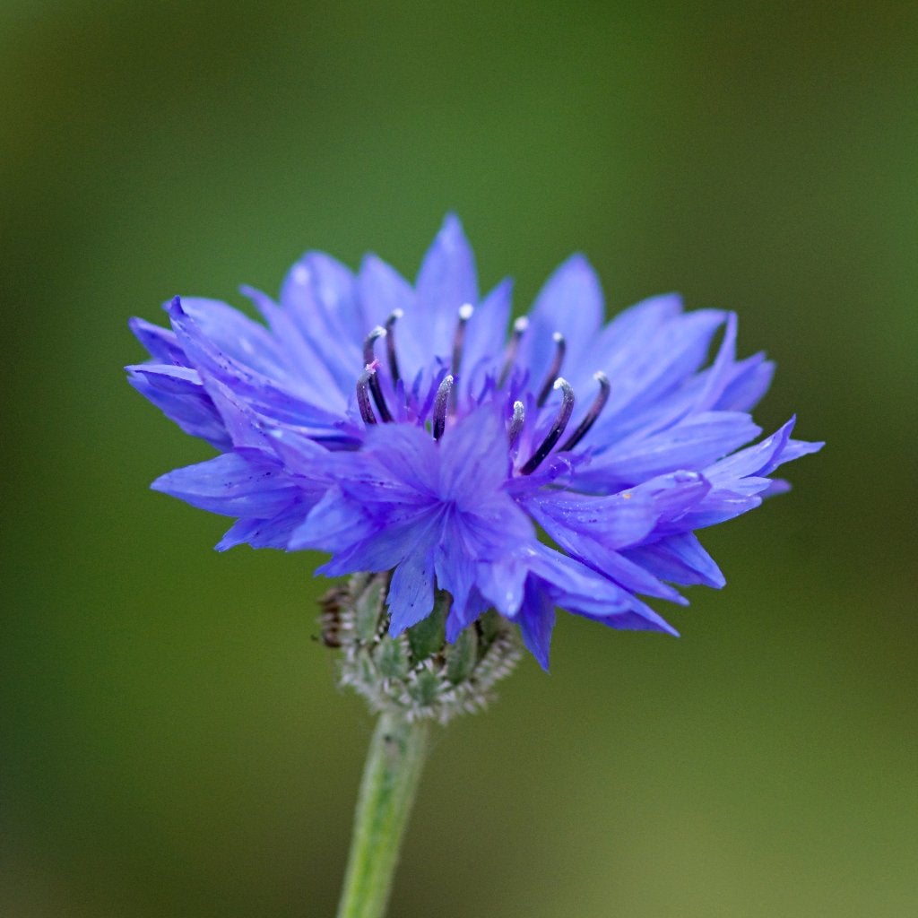 Zaden korenbloem blauw (Centaurea cyanus) - inheems, Tuin en Terras, Ophalen of Verzenden, Voorjaar, Volle zon, Zaad