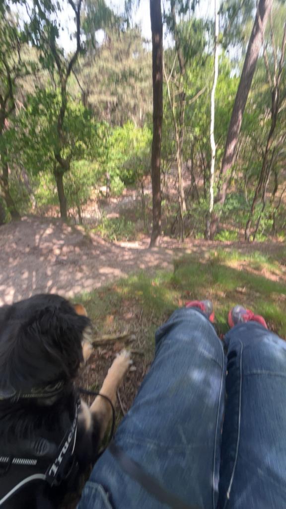 Trainings honden gezocht!!