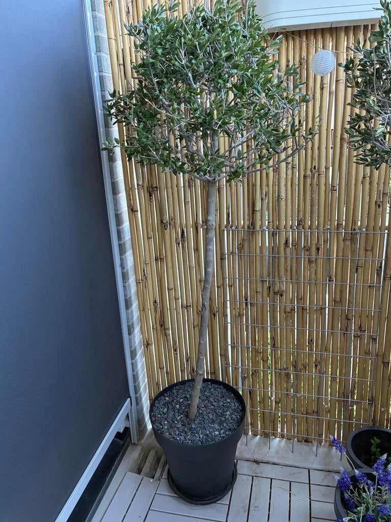 Olijfboompje van ca. 1.70m hoog met zwarte bloempot, Volle zon, Vaste plant, Bloeit niet, Ophalen