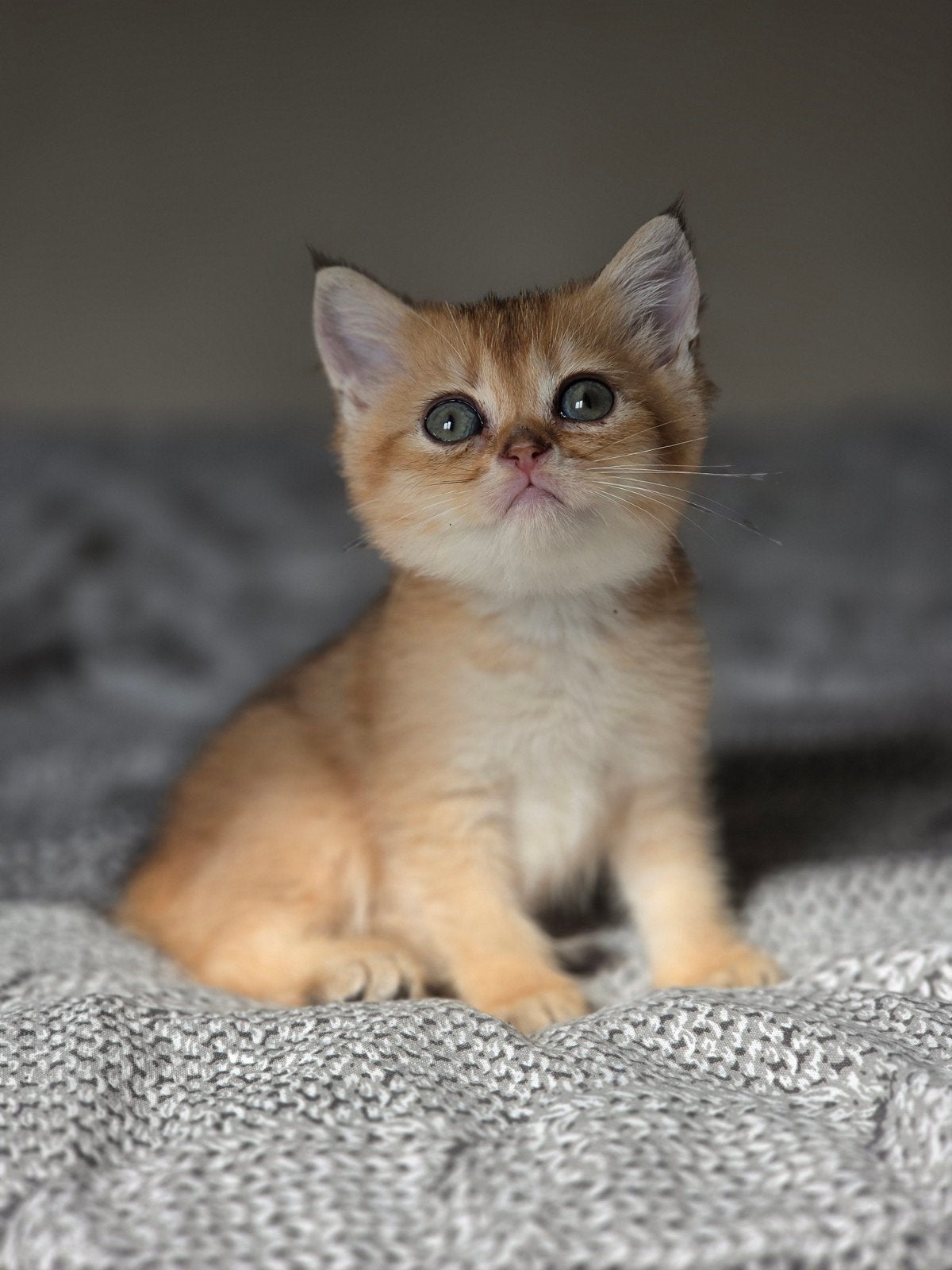 Black golden shaded kittens brits korthaar, Meerdere dieren, Ontwormd