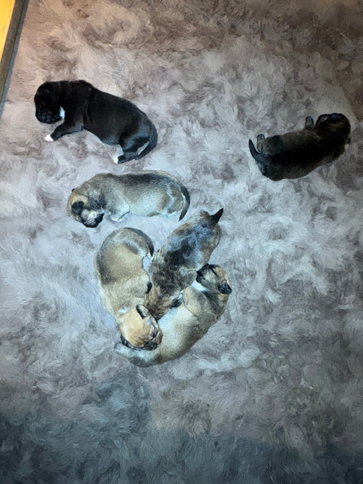 Hele mooie Shihtzu puppy’s, CDV (hondenziekte), 8 tot 15 weken, Meerdere, Meerdere dieren