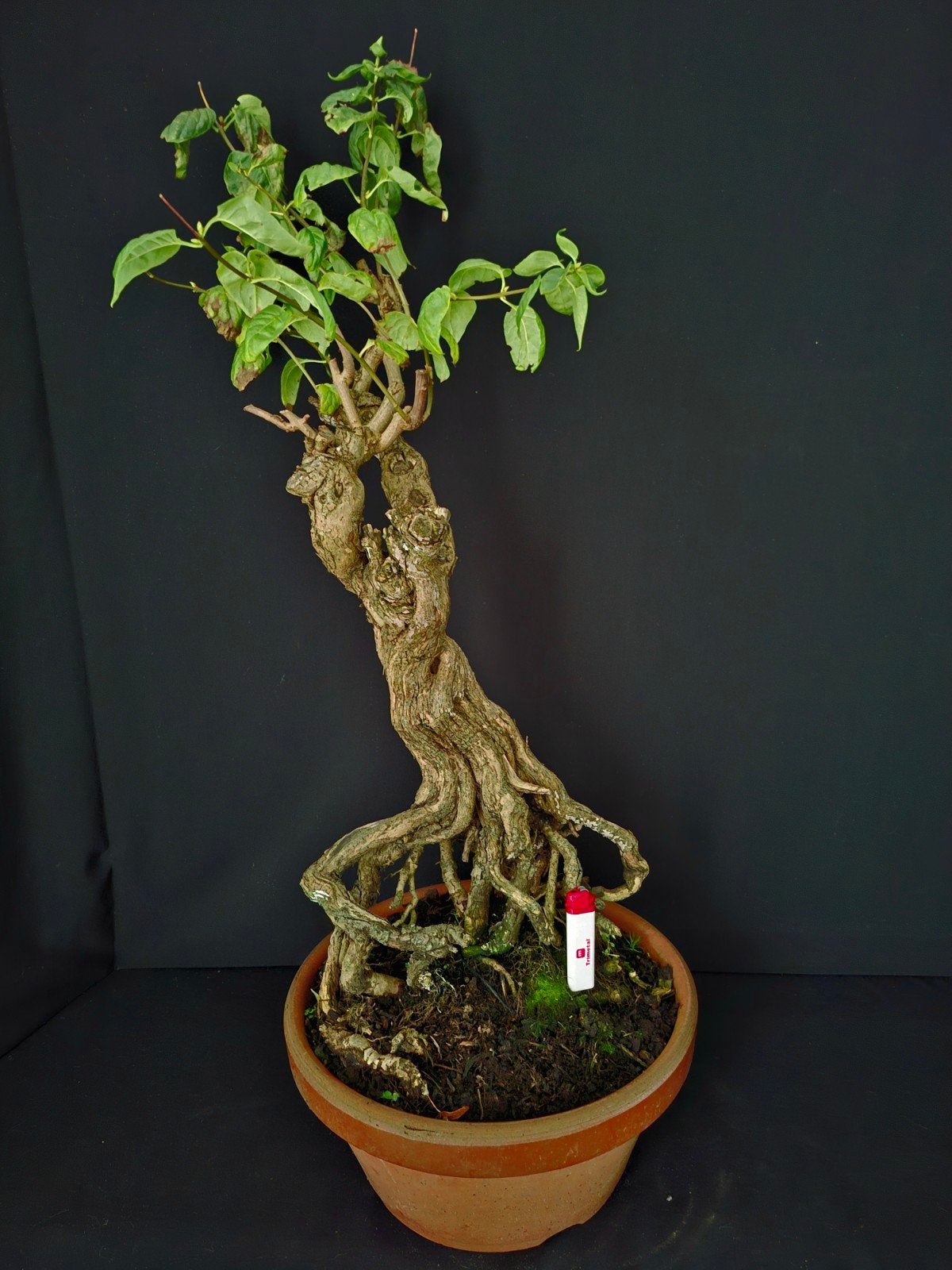 bonsai Sering, Tuin en Terras, Ophalen of Verzenden
