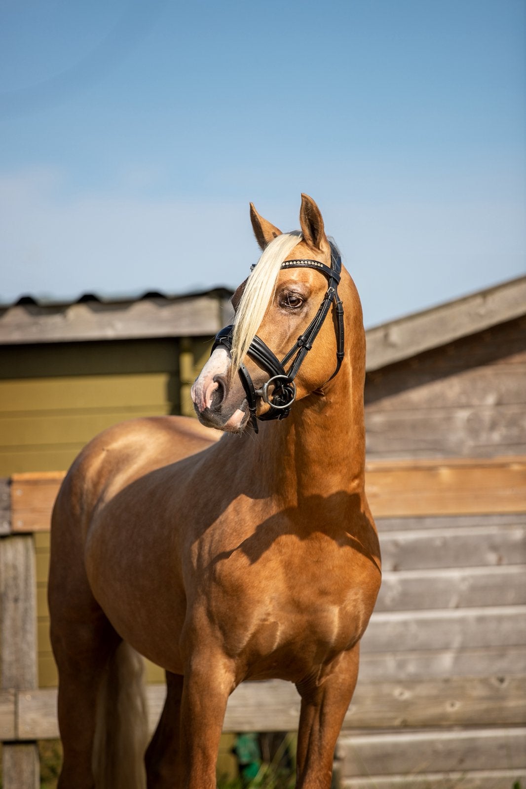 Fijne leerpony’s en jonge talenten dressuur/springen, ZZ, Met stamboom, Ruin, Dressuurpony