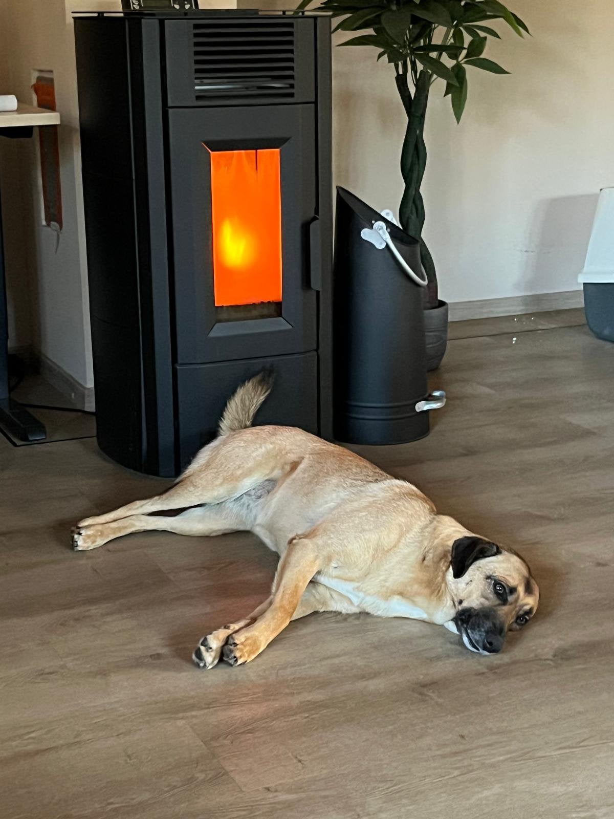 Goed tehuis gezocht voor onze hond Risa, Particulier, 1 tot 2 jaar, Buitenland, Teef