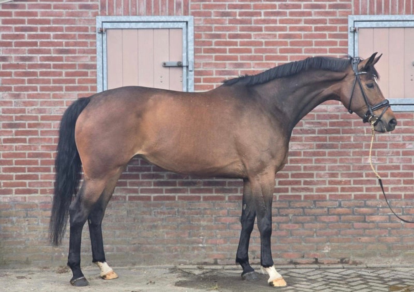 Prachtige 7 jarige dressuur merrie, Merrie, Met stamboom, Dressuurpaard, L