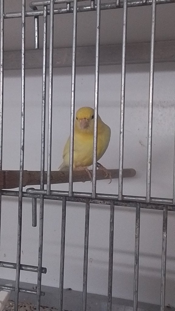 Tekoop knarie geel, Meerdere dieren, Kleurkanarie