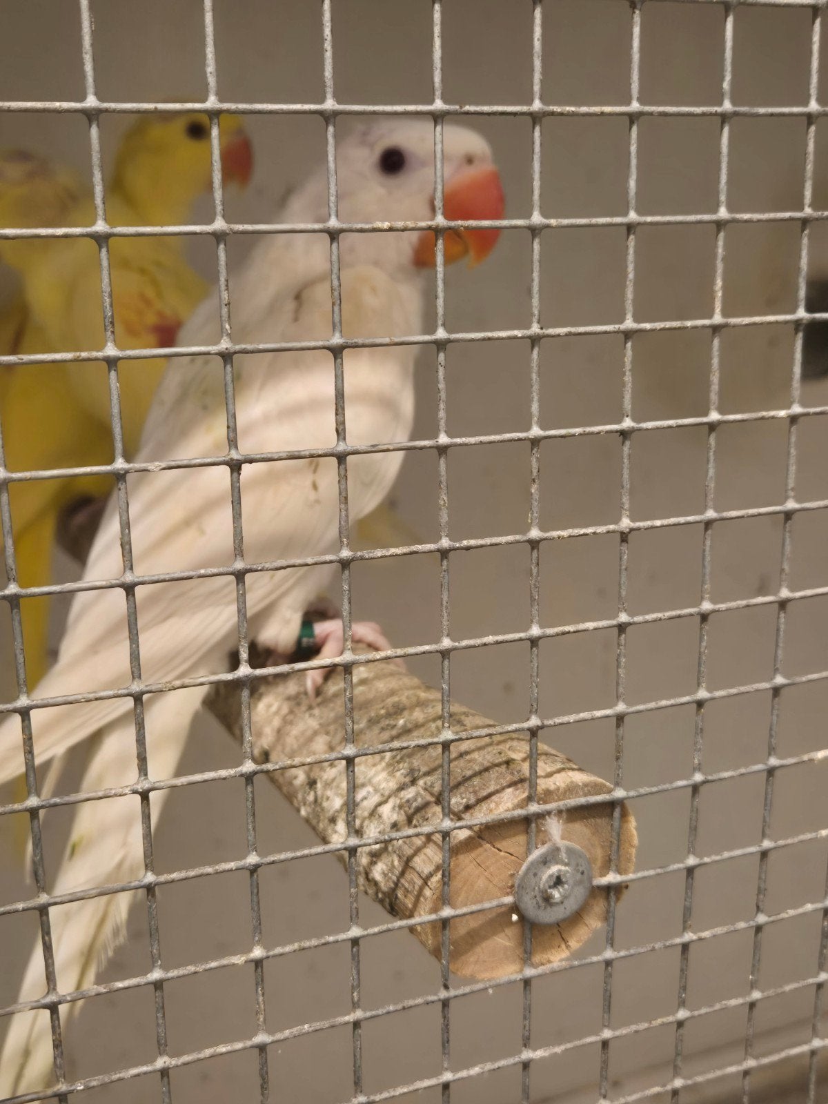 Alexander parkiet albino, Vrouwelijk, Parkiet, Geringd