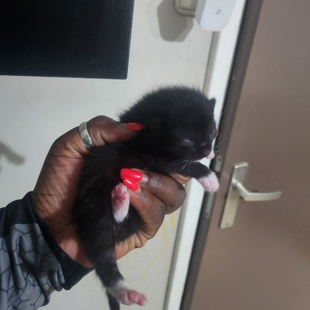Kittens te koop, Meerdere dieren, Kortharig, 0 tot 2 jaar
