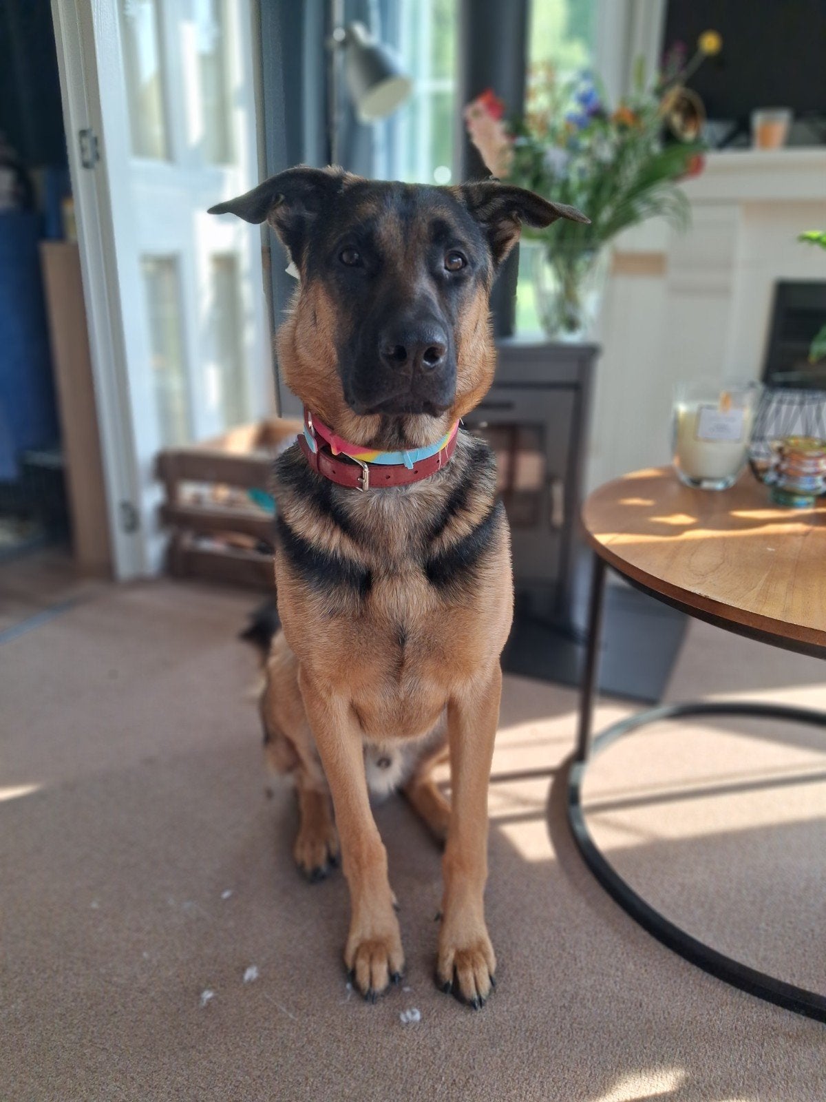Mechelse/Duitse herder - 10 maanden oud, 15 weken tot 1 jaar, Reu, Parvo, Eén hond
