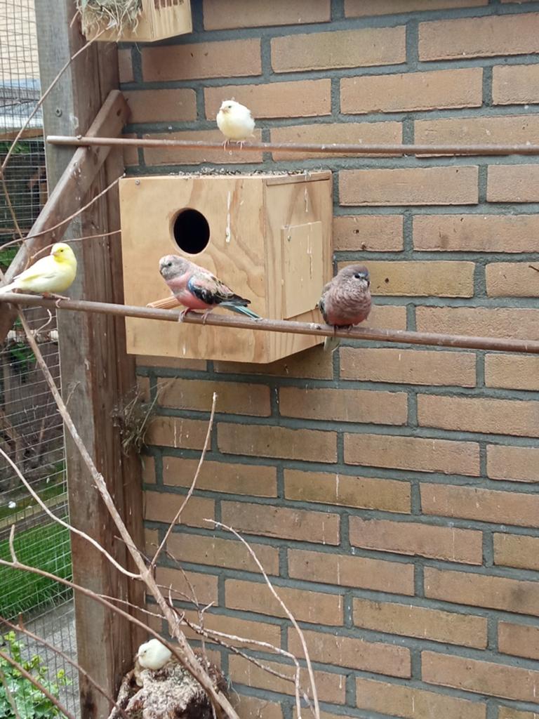 Bourkes, Meerdere dieren, Parkiet