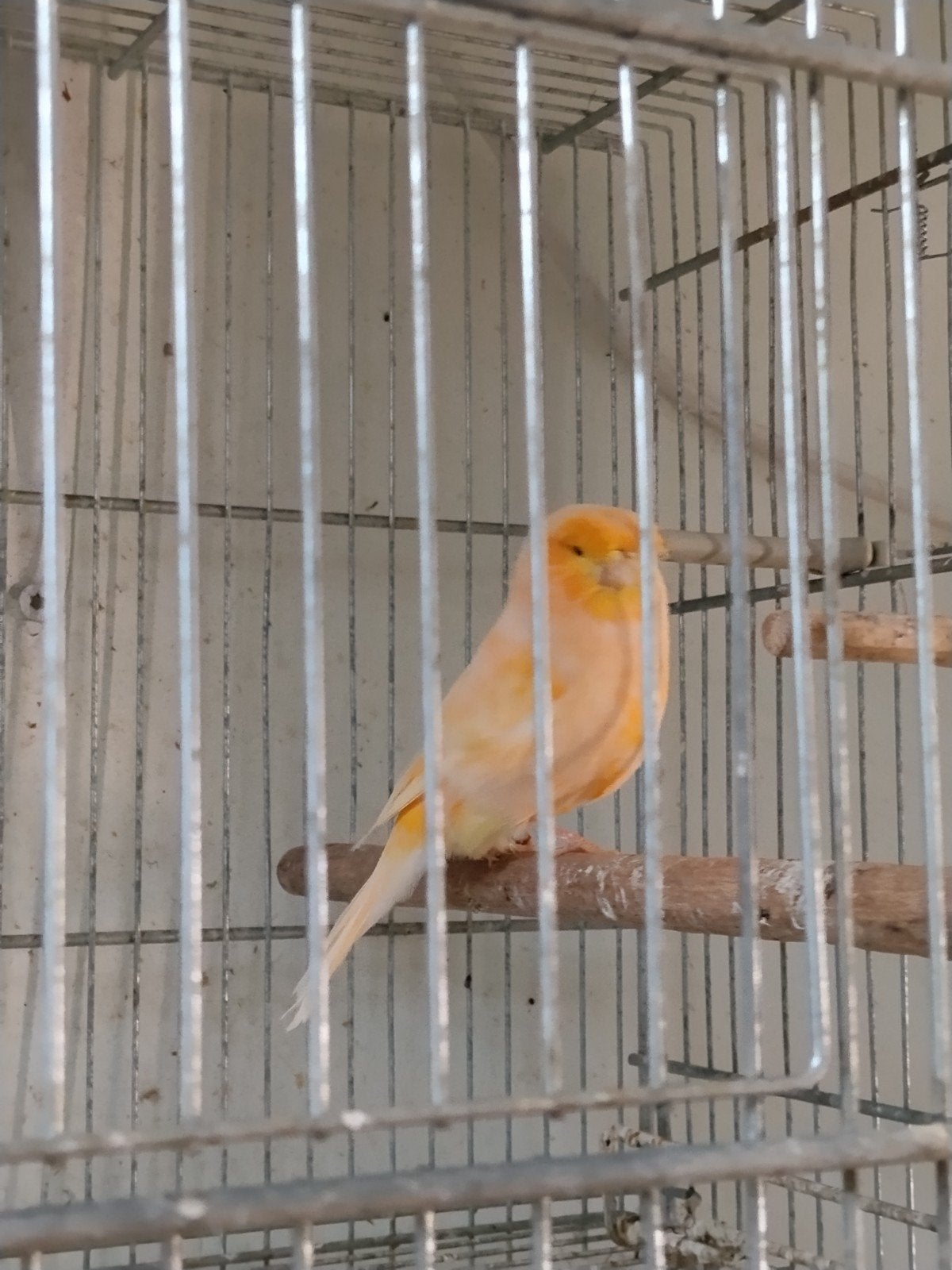 Grote postuur kanaries, Dieren en Toebehoren, Vogels | Kanaries, Meerdere dieren