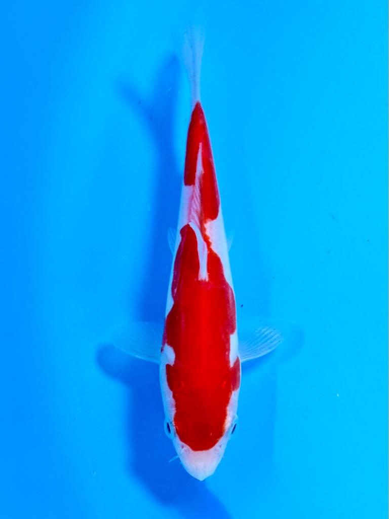 Doitsu Kohaku 14-18cm Kase Japanse koi, Dieren en Toebehoren, Vissen | Vijvervissen, Karper of Koi