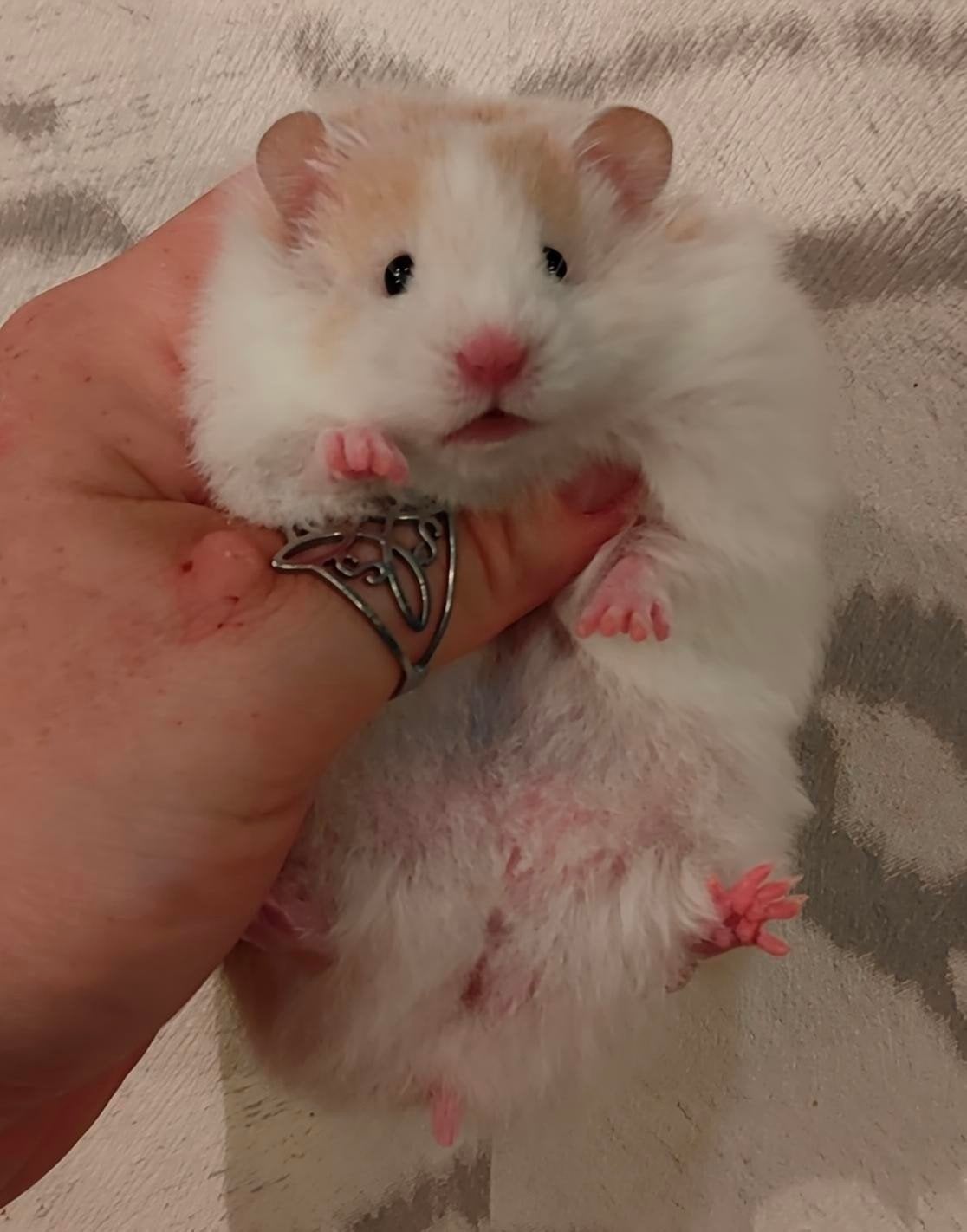 Jonge Syrische Hamsters/ Goudhamsters, Dieren en Toebehoren, Hamster, Augustus, Meerdere dieren, Tam