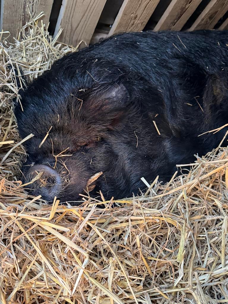 2 lieve kune kune varkens (borgen; gecastreerde mannen), Dieren en Toebehoren, Schapen, Geiten en Varkens, Mannelijk, Varken, 3 tot 5 jaar