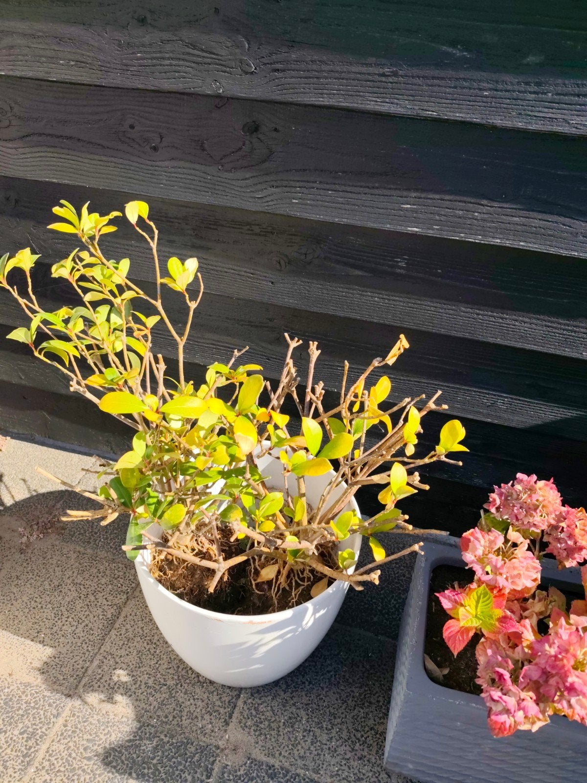 4 stuks Skimmia Japonica (2 in aarde, 2 gesnoeide stronken), Ophalen, Overige soorten, Halfschaduw