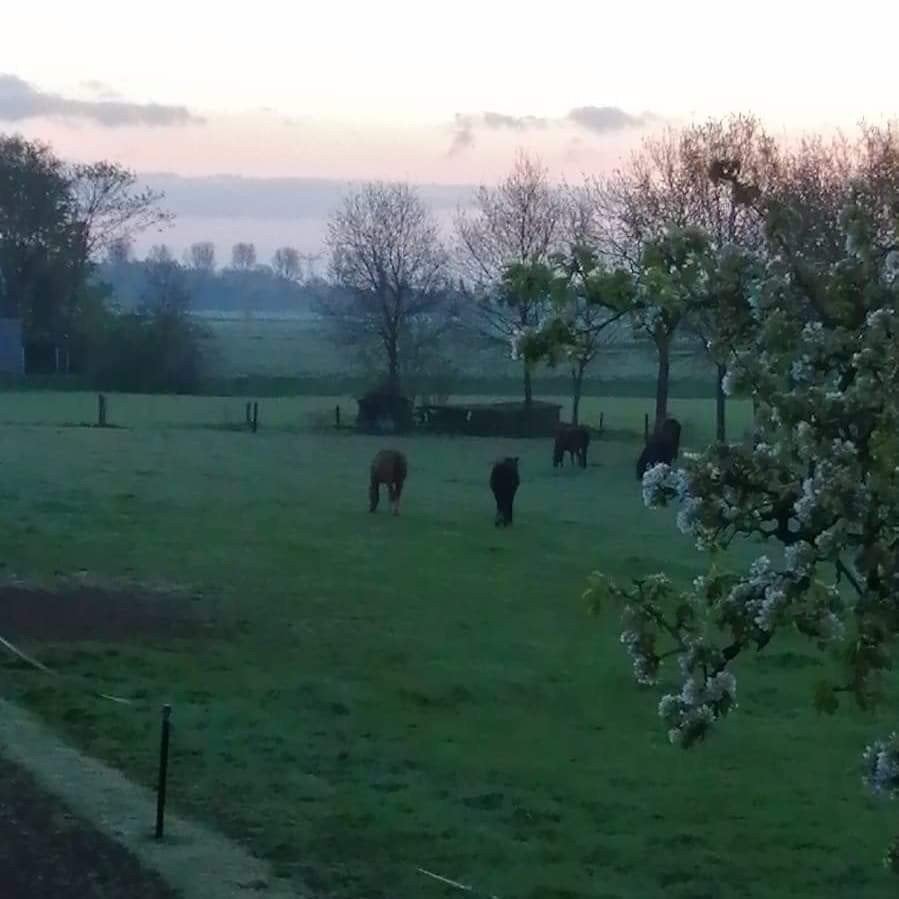 Rustige kleinschalige pensio(e)nstalling met véél weidegang, Dieren en Toebehoren, Stalling en Weidegang, Weidegang