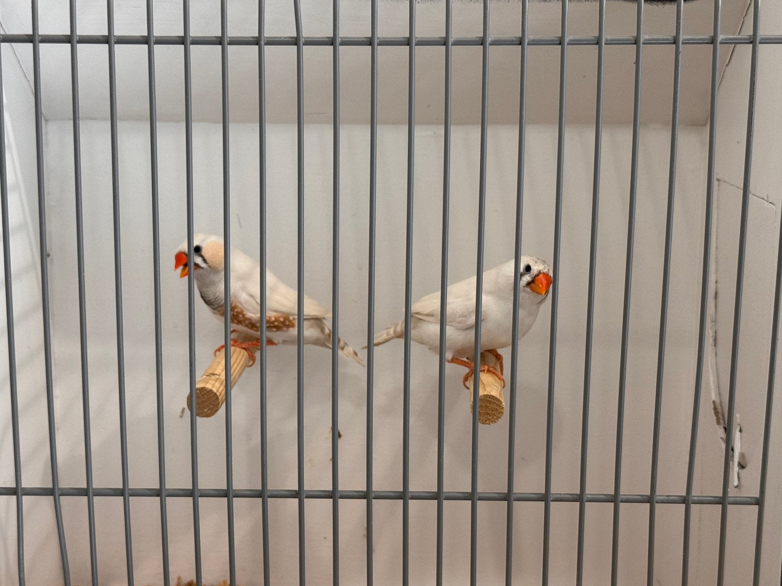 Koppel witte zebravinken, Meerdere dieren, Tropenvogel