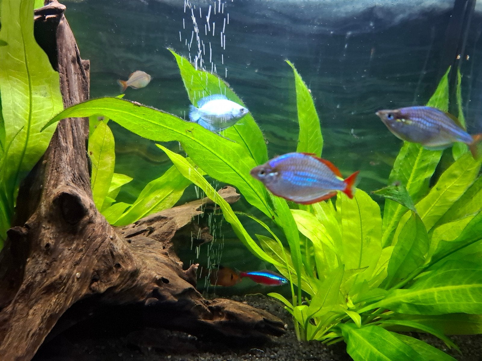 mooi aquarium compleet met vissen en planten, Dieren en Toebehoren, Vis