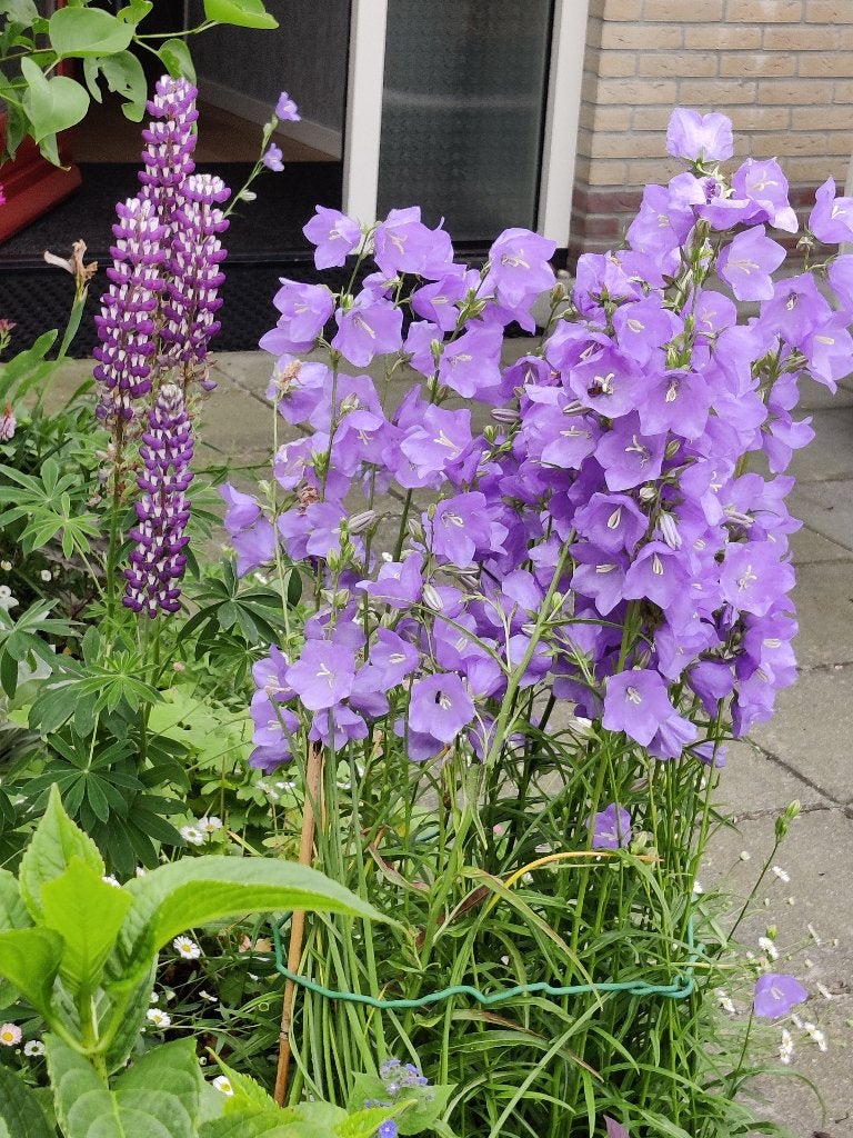 Campanula - Perzikbladklokje, Tuin en Terras, Ophalen, Vaste plant, Overige soorten, Volle zon