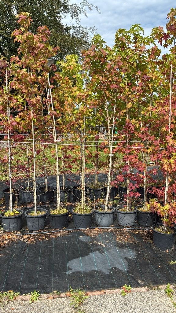 Leiboom (Amberboom) - Prachtige herfstkleuren, Tuin en Terras, Planten | Bomen, Bloeit niet, Leiboom, Ophalen of Verzenden, 100 tot 250 cm
