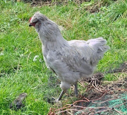 Knappe haan, vijf maanden oud, Dieren en Toebehoren, Mannelijk, Kip
