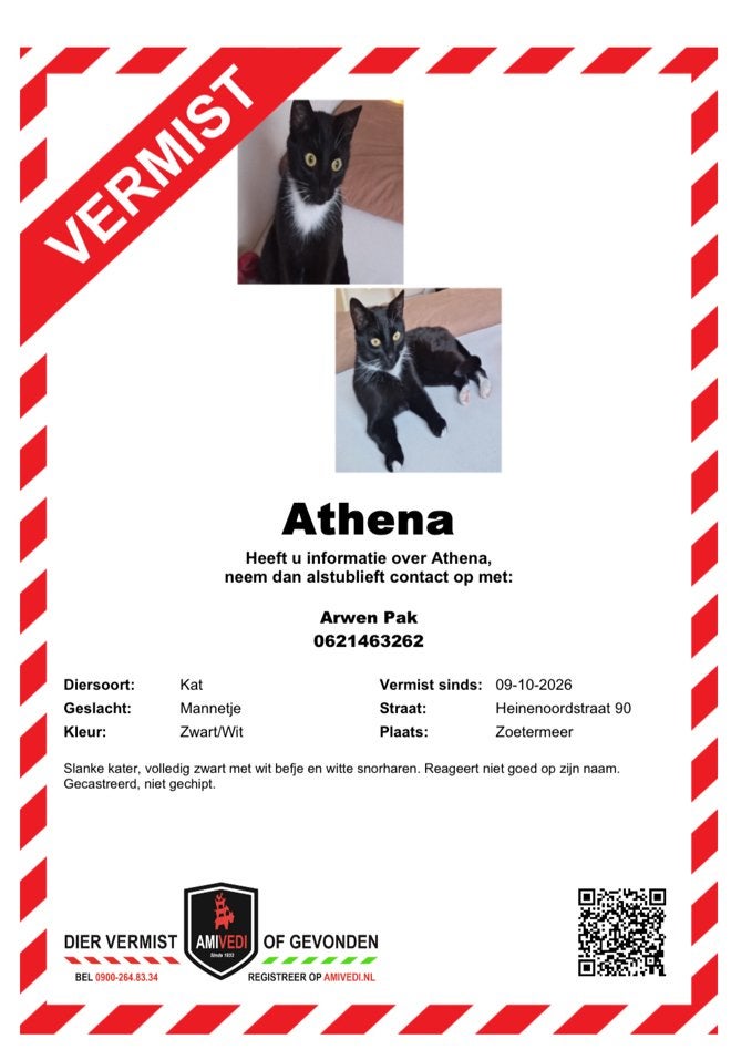 Kat vermist!! 09-10-2026, Dieren en Toebehoren, Kat