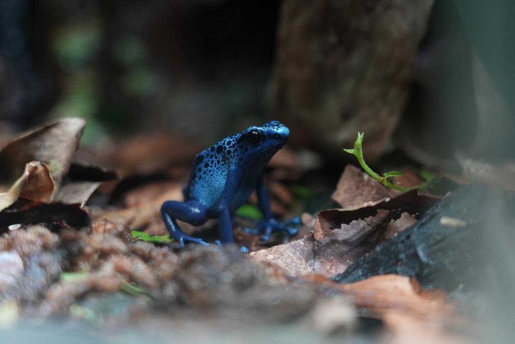 Te koop: twee mannelijke Dendrobates tinctorius ‘Azureus’ Frog - male for sale from T
