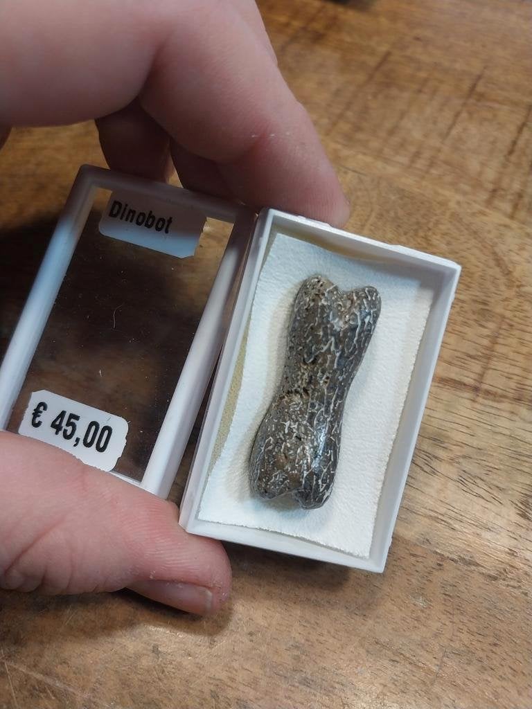 Gepolijst stuk dinosaurus bot, Verzamelen, Mineralen en Fossielen, Ophalen of Verzenden