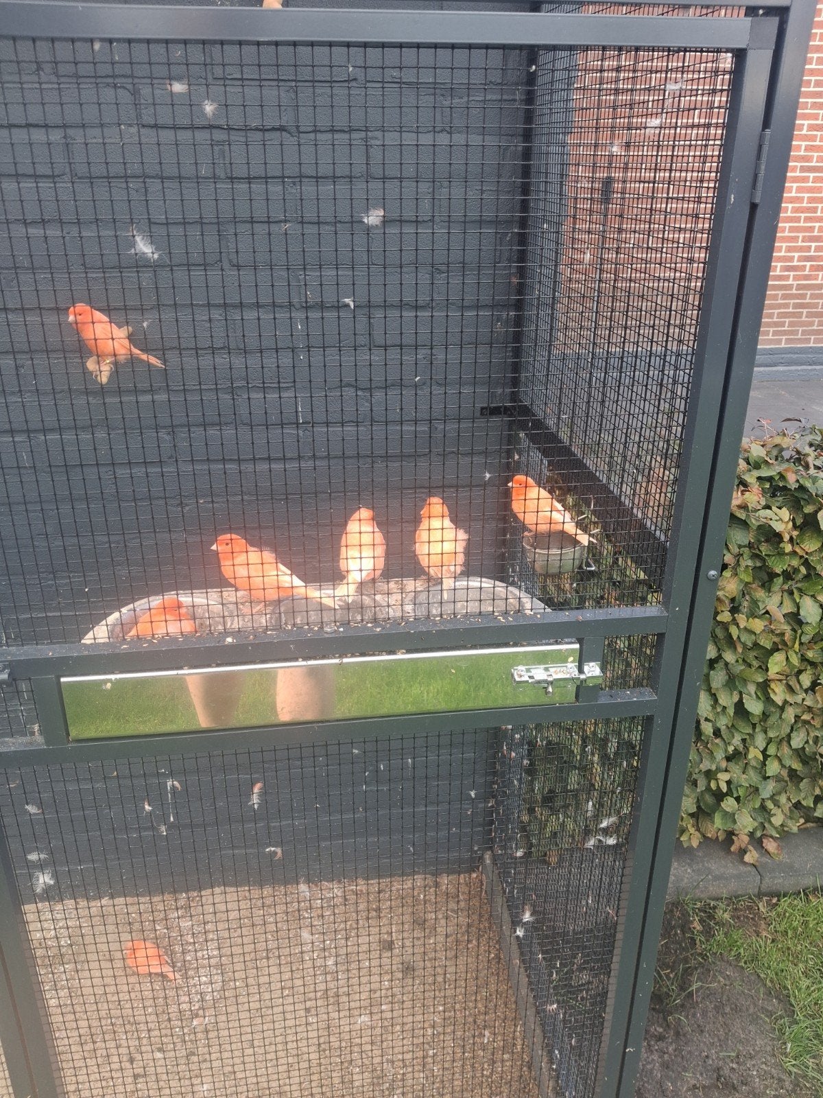 rode kanaries, Dieren en Toebehoren