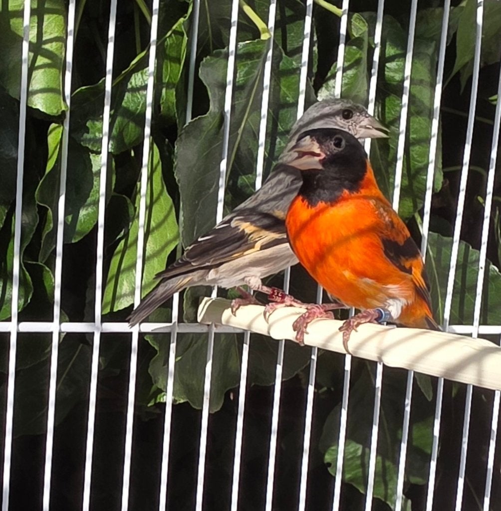 Koppel Kapoetsensijzen, Meerdere dieren, Wildzangvogel, Geringd