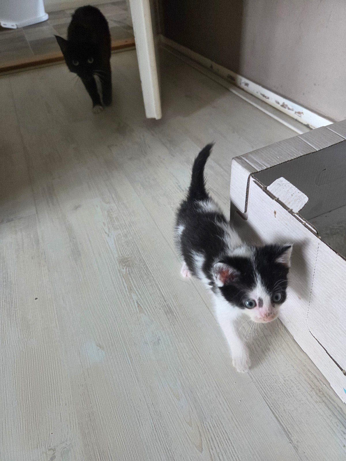 leuk getekende kittens, Dieren en Toebehoren, Meerdere dieren, Kortharig, 0 tot 2 jaar