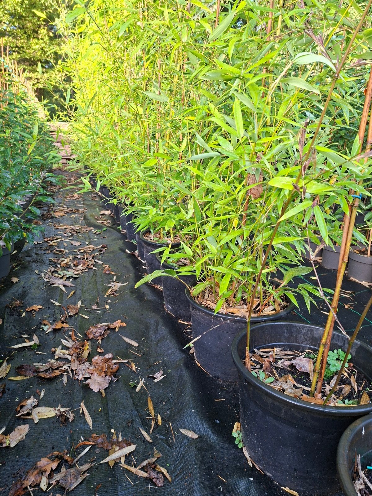 Phylostachis fargesia, bamboe, Tuin en Terras, Ophalen, Bamboe