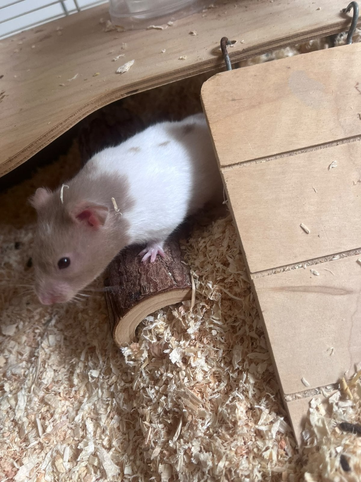 Hamster ter overname incl. kooi en toebehoren, Dieren en Toebehoren, Maart, Vrouwelijk, Hamster