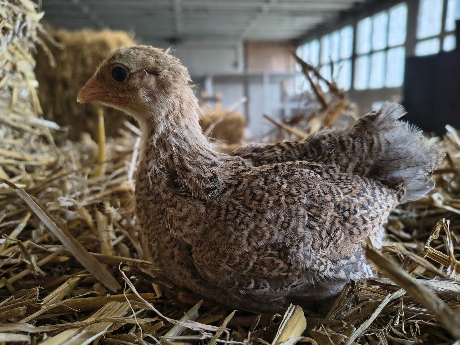 Prachtige Wyandotte kriel hennen, Dieren en Toebehoren, Pluimvee, Vrouwelijk, Kip