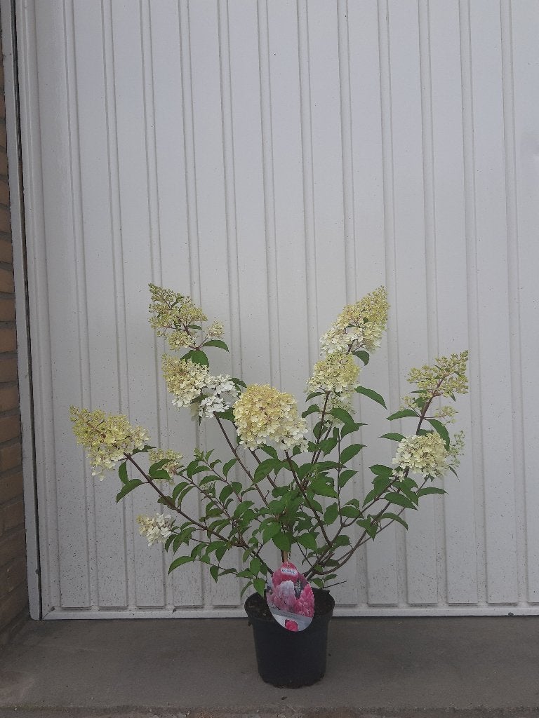 Pluimhortensia Hydrangea pan vanille fraise, Vaste plant, Halfschaduw, Zomer, Ophalen